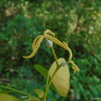 Mallotus nudiflorus (L.) Kulju & Welzen